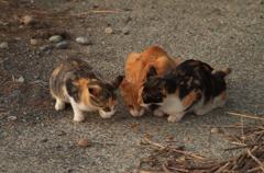 河原のノラ猫さん