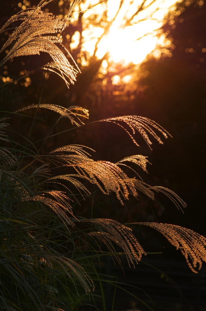 夕景