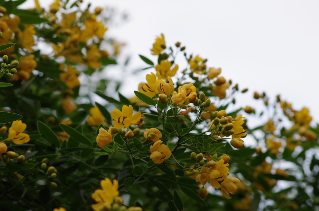何の花？