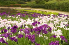 花菖蒲