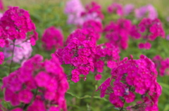 夏の花