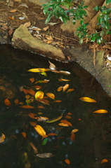 弁天堂の池