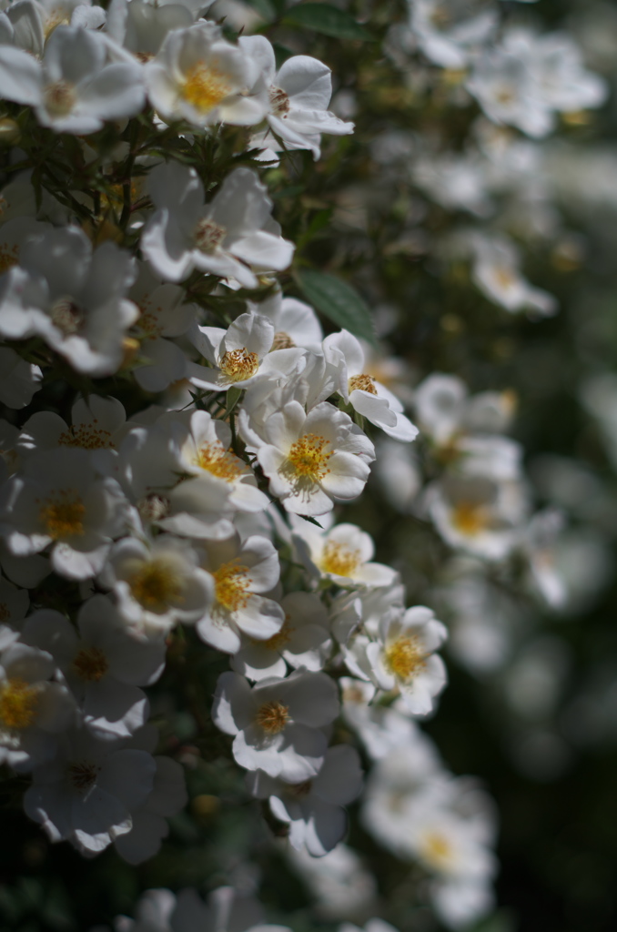 薔薇