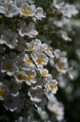 薔薇