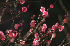 梅