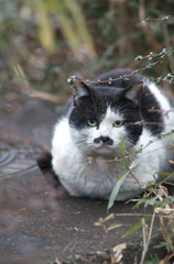 侵入猫⑤