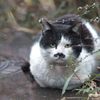 侵入猫⑤
