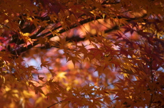 紅葉の思い出