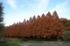 メタセコイアの紅葉