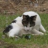 シャボン玉にゃん