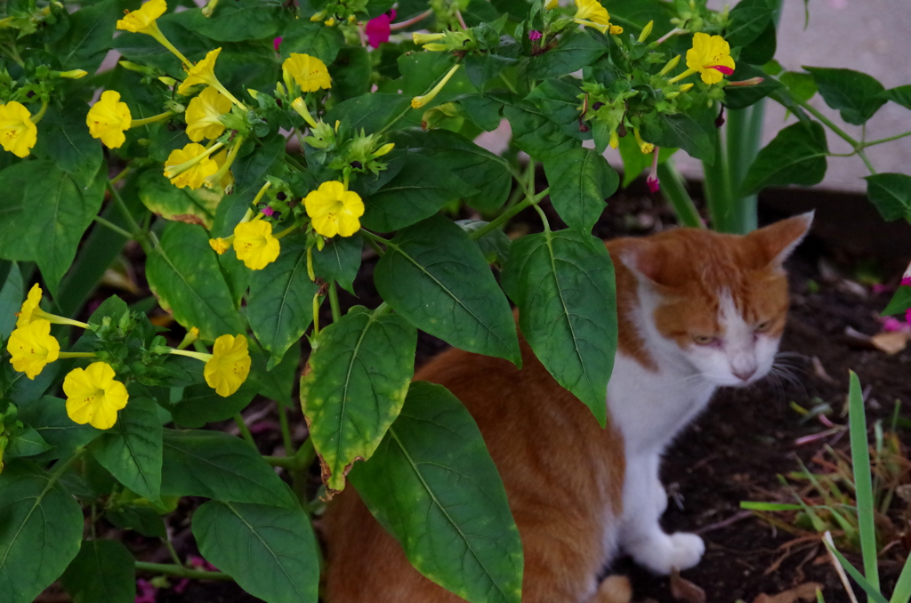 猫とオシロイバナ
