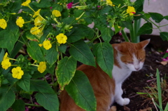 猫とオシロイバナ