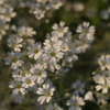 白い花