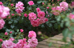 薔薇