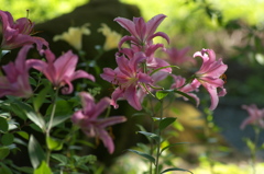 百合