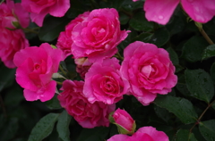 雨の日の薔薇（４）