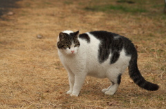 侵入猫③