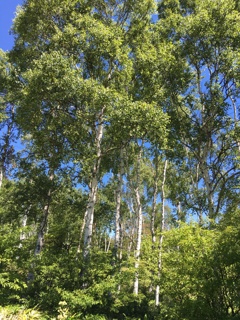 白樺林