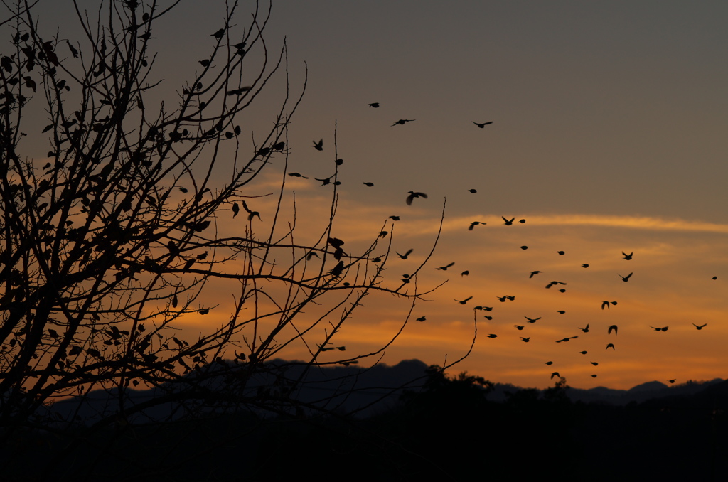 夕暮れの鳥