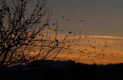 夕暮れの鳥