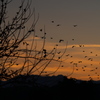 夕暮れの鳥
