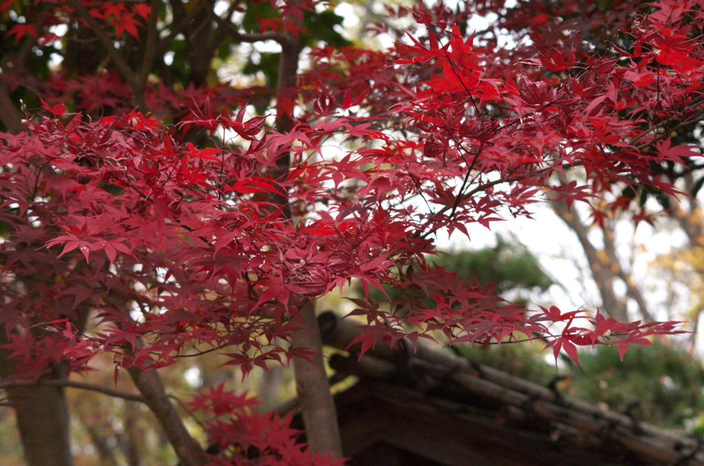 紅葉
