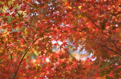 紅葉
