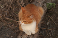 河原のノラ猫さん