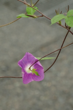 朝顔