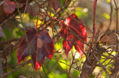 紅葉