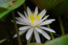 睡蓮（白）