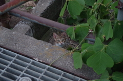道端から今日は。