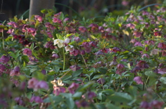 花壇