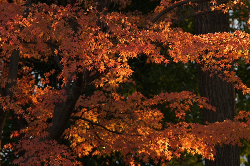 紅葉
