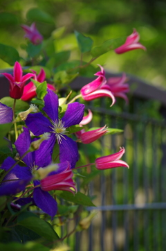 壁の花　１