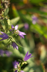 夏の花