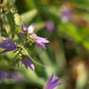 夏の花