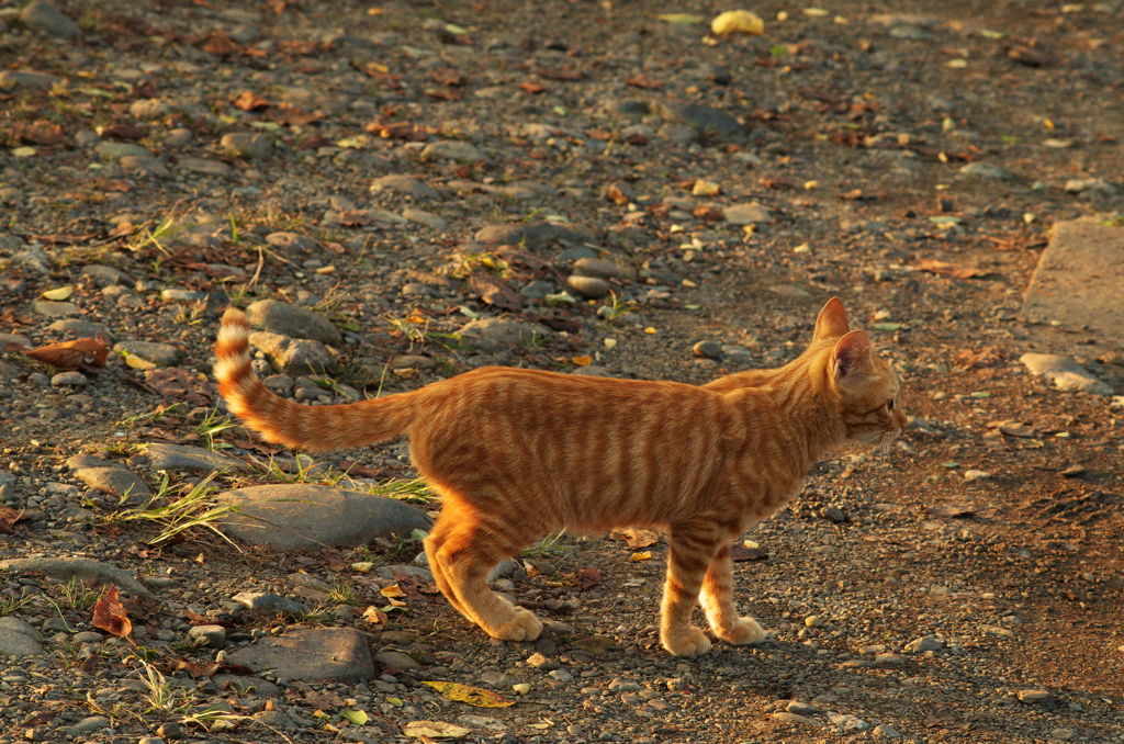 夕日に染まるノラ猫さん