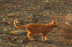 夕日に染まるノラ猫さん