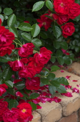 薔薇