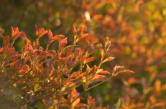 紅葉の思い出