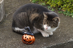ハロウィンにゃん