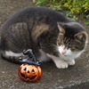 ハロウィンにゃん