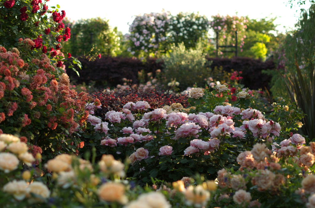 薔薇園