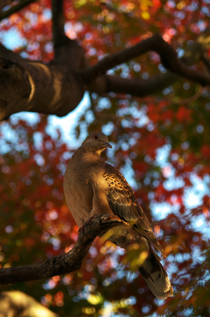 鳩と紅葉