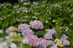 紫陽花の思い出