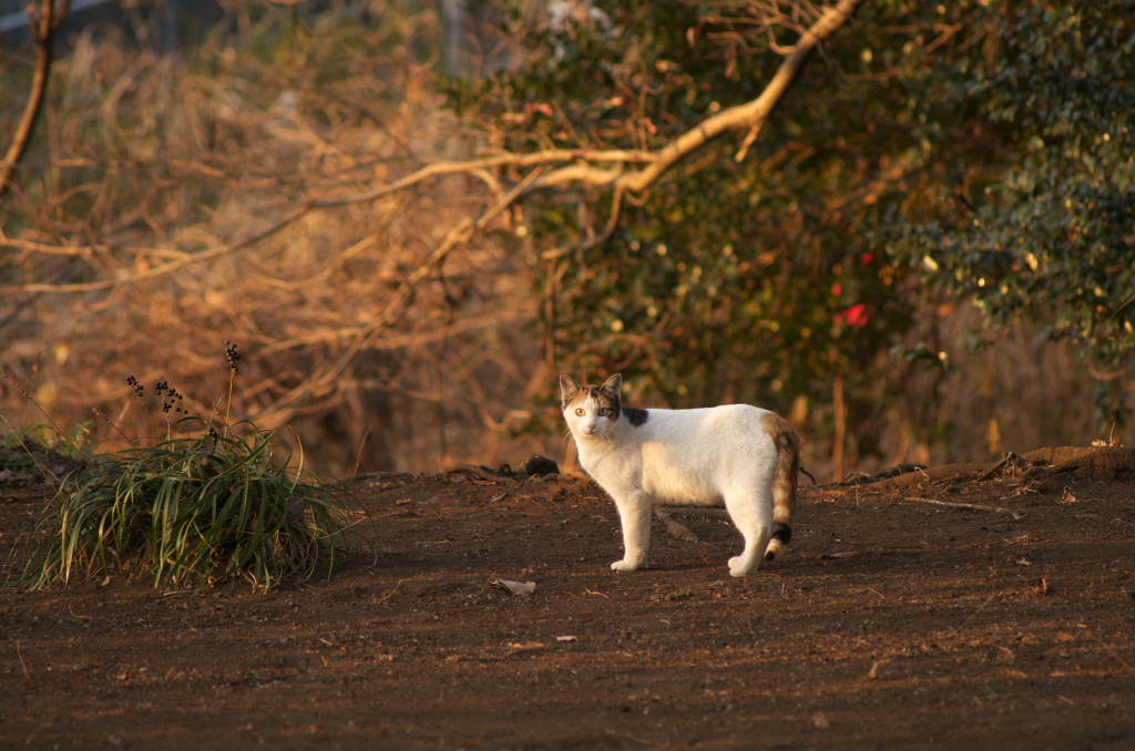 公園の野良猫さん