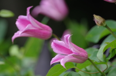 飛び出す花　桃色