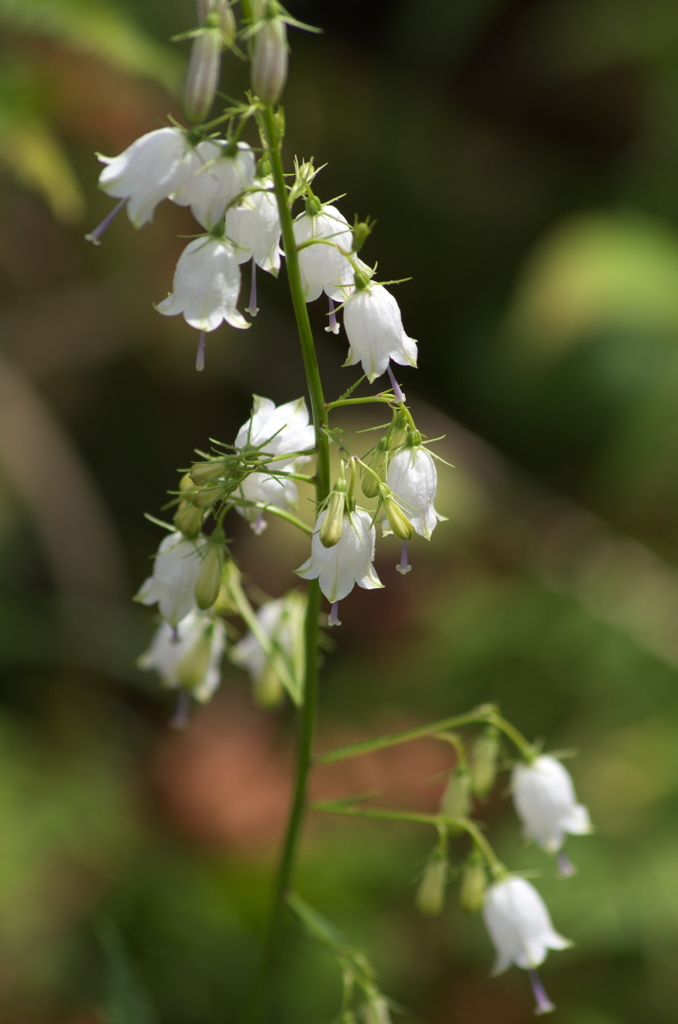 高原の花