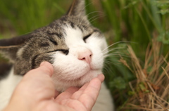 可愛いにゃ